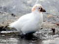 Snowy Sheathbill