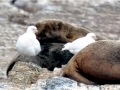 Snowy Sheathbill
