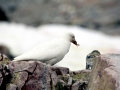 Snowy Sheathbill