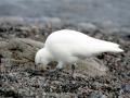 Snowy Sheathbill