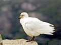 Snowy Sheathbill