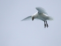 Snowy Sheathbill