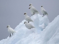 Snowy Sheathbill