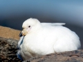 Snowy Sheathbill