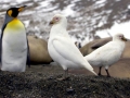 Snowy Sheathbill