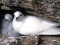Snowy Sheathbill