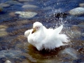 Snowy Sheathbill