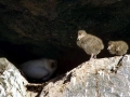 Snowy Sheathbill