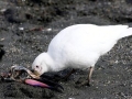 Snowy Sheathbill