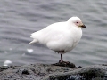 Snowy Sheathbill