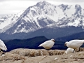 Snowy Sheathbill