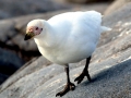 Snowy Sheathbill