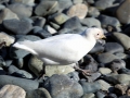 Snowy Sheathbill