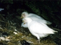 Snowy Sheathbill