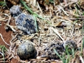 Snowy Sheathbill
