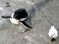 Snowy Sheathbill
