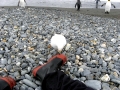 Snowy Sheathbill