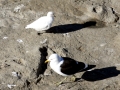 Snowy Sheathbill