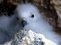 Snowy Sheathbill