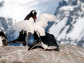 Snowy Sheathbill