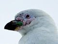 Snowy Sheathbill
