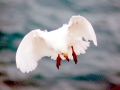 Snowy Sheathbill