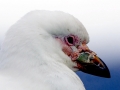 Snowy Sheathbill
