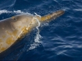 Southern Bottlenose Whale