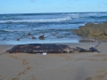Southern Bottlenose Whale