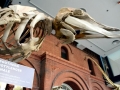 Southern Bottlenose Whale