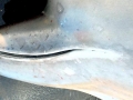 Southern Bottlenose Whale