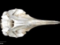 Southern Bottlenose Whale