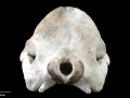 Southern Bottlenose Whale