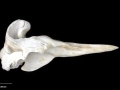 Southern Bottlenose Whale