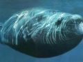 Southern Bottlenose Whale