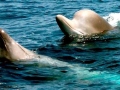 Southern Bottlenose Whale
