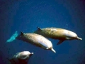 Southern Bottlenose Whale