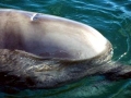 Southern Bottlenose Whale