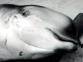 Southern Bottlenose Whale