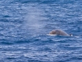 Southern Bottlenose Whale