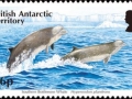 Southern Bottlenose Whale