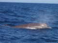 Southern Bottlenose Whale