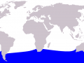 Southern Bottlenose Whale