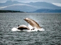 Southern Bottlenose Whale