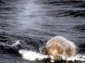 Southern Bottlenose Whale