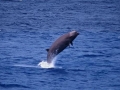 Southern Bottlenose Whale