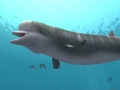 Southern_Bottlenose_Whale