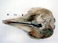 Southern Bottlenose Whale