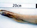 Southern Bottlenose Whale