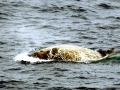 Southern Bottlenose Whale